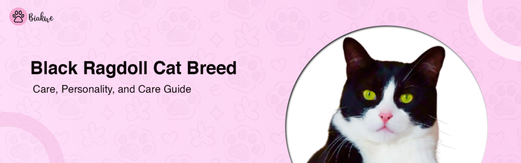Black Ragdoll Cat Breed: Care, Personality, and Care Guide