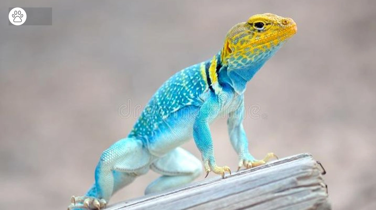 Bearded Dragons