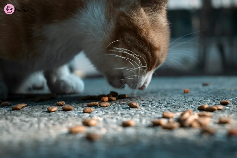 Best-Cat-Food-Brands-for-Indoor-Cats-in-2025-2