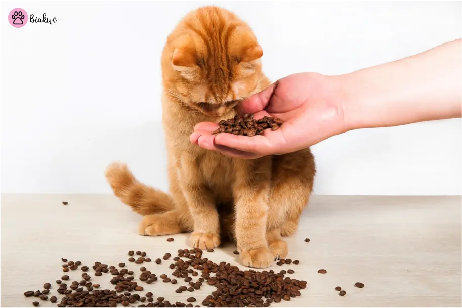Best-Cat-Food-Brands-for-Indoor-Cats-in-2025-3
