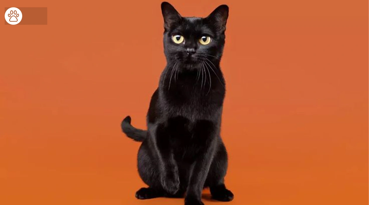 Black Cat Breed Comparison