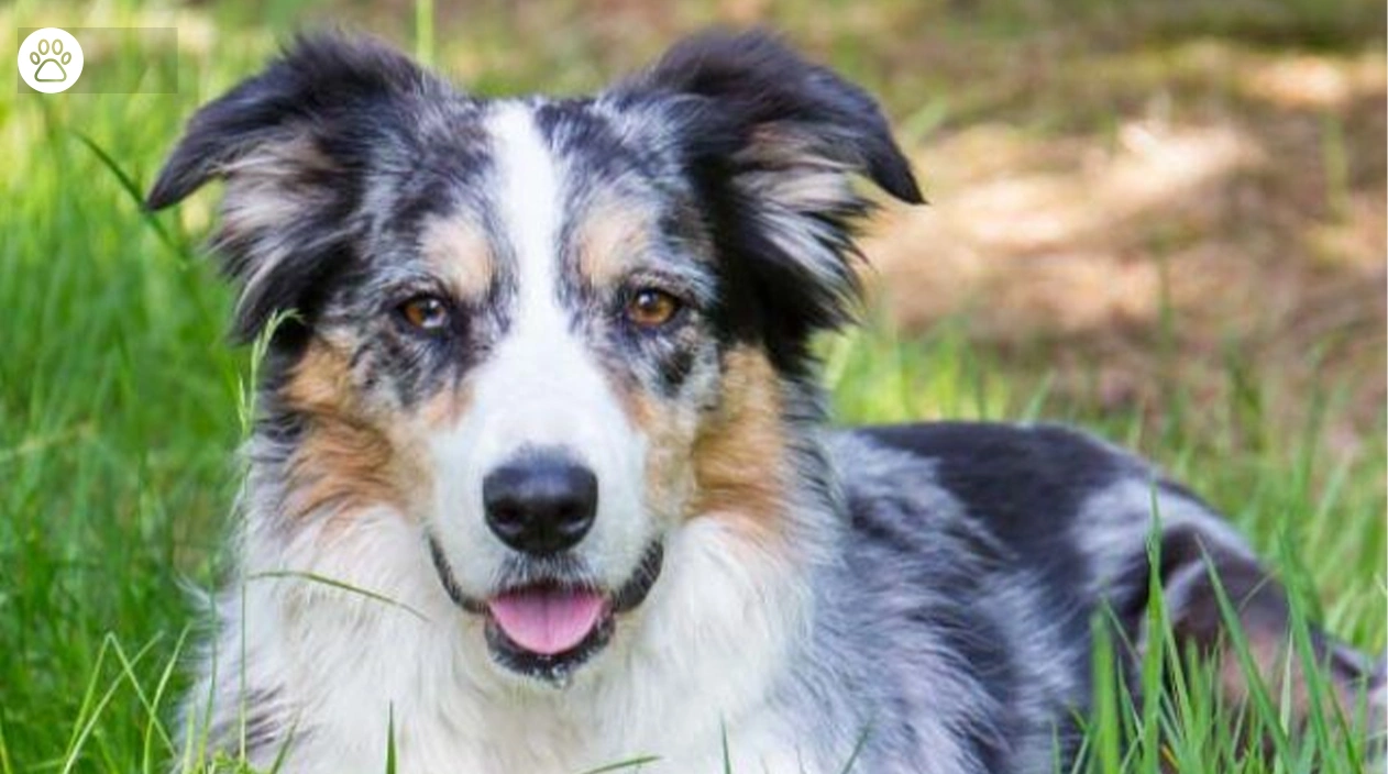 Border Collie Do They Like to Cuddle
