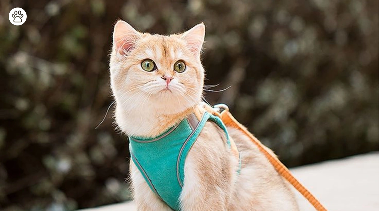 Boric Acid and Pets What Every Owner must Know