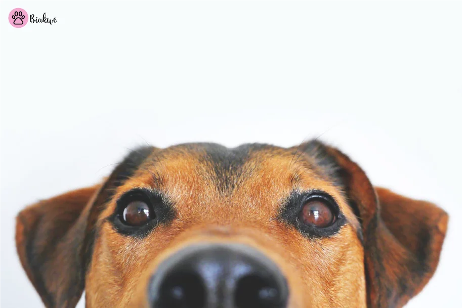Dog-Vaccination-Schedule-1