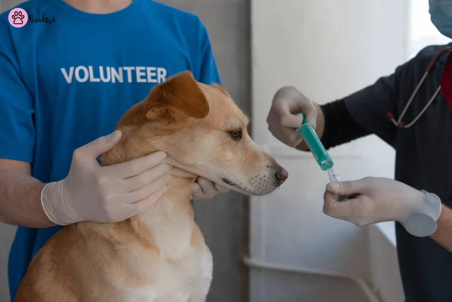 Dog-Vaccination-Schedule 3