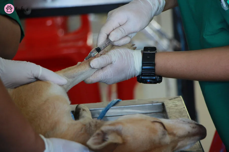 Dog-Vaccination-Schedule-4