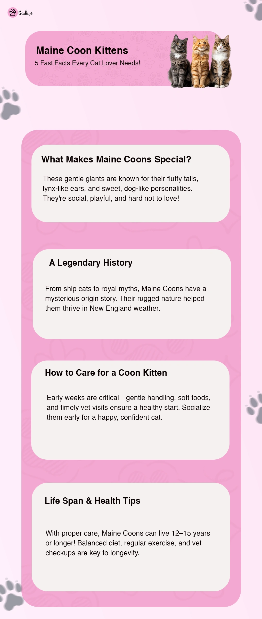 Info Everything About Maine Coon Kittens in 2025