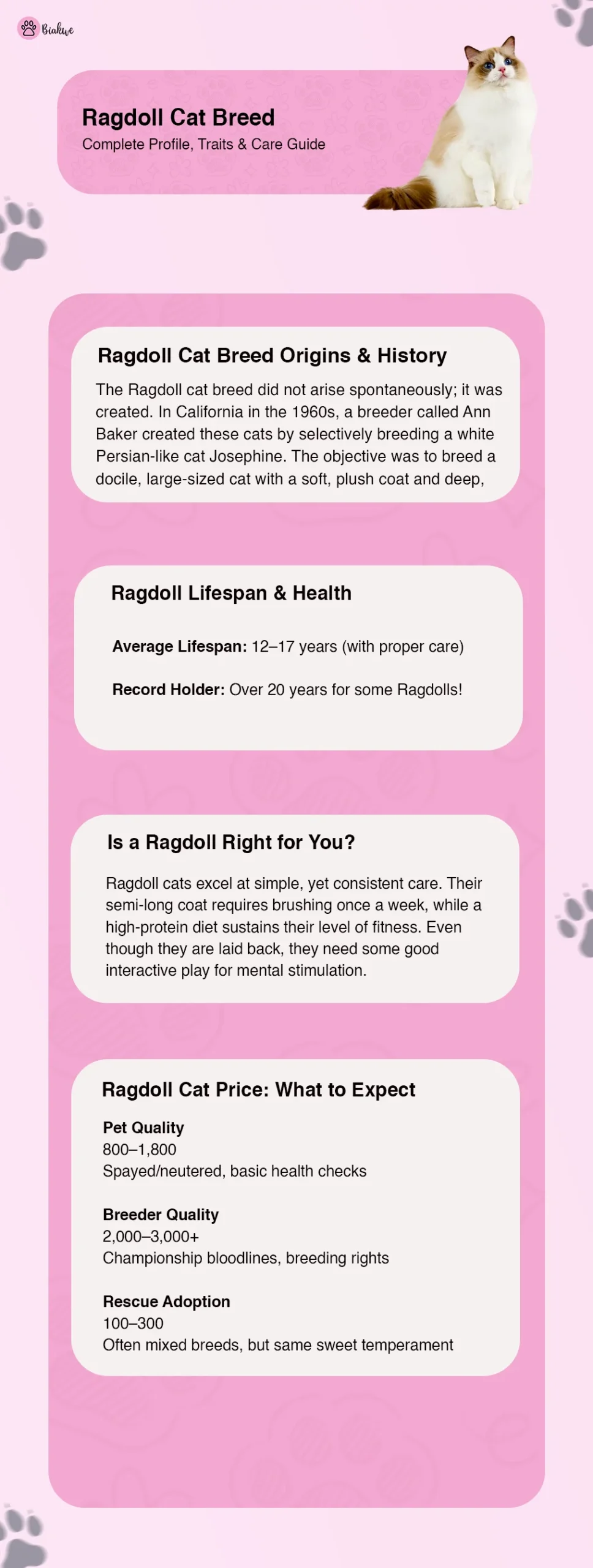 Ragdoll: Cat Breed Profile, Characteristics & Care