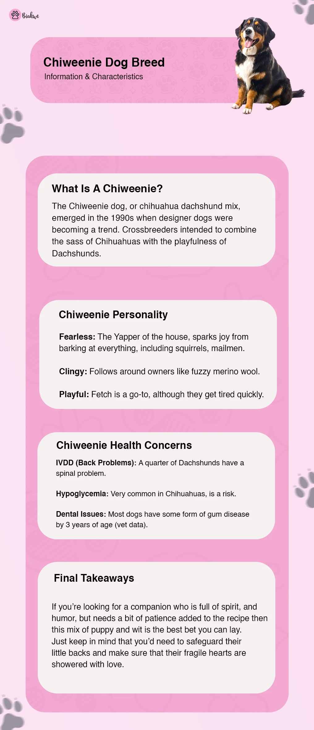 Infographic Chiweenie Dog Breed