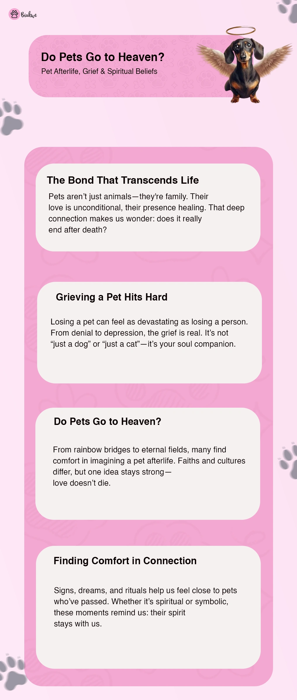 Pet Afterlife Grief and Spiritual Beliefs