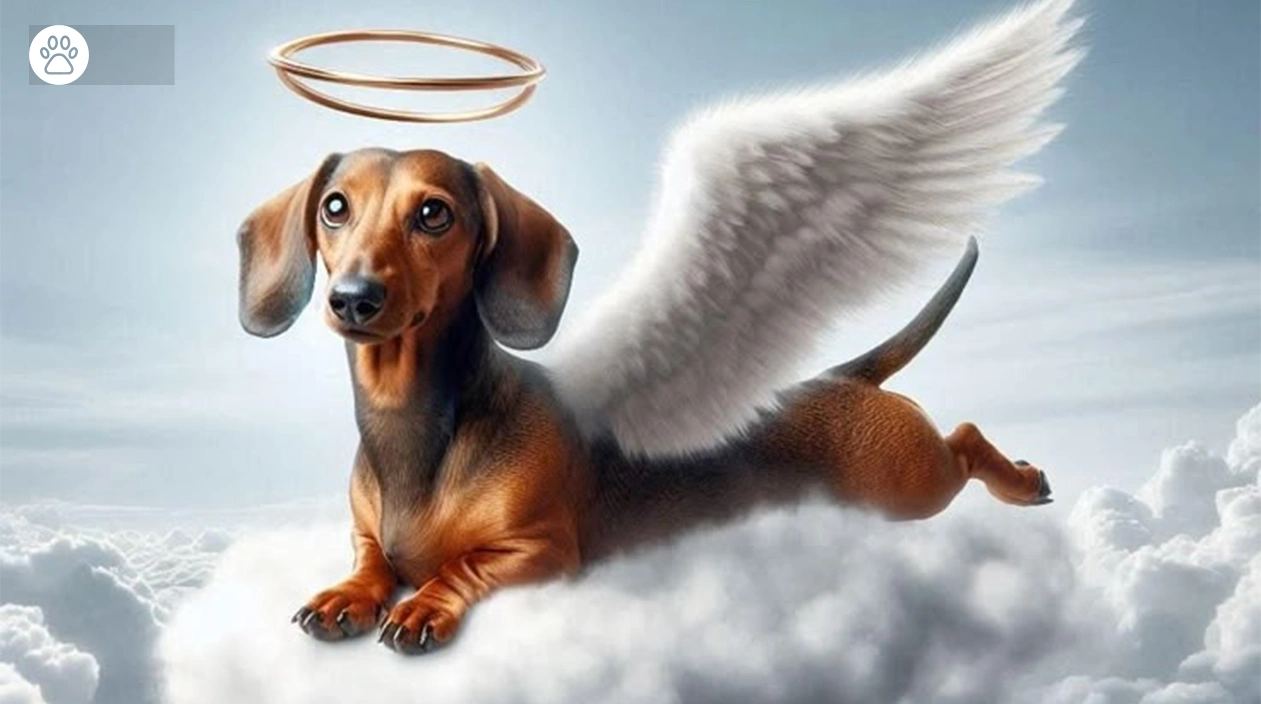 Pet Afterlife