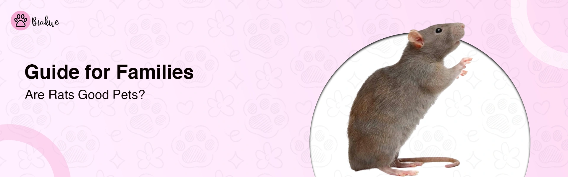 Pet Rats Care, Behavior, and Why They Make Great Pets