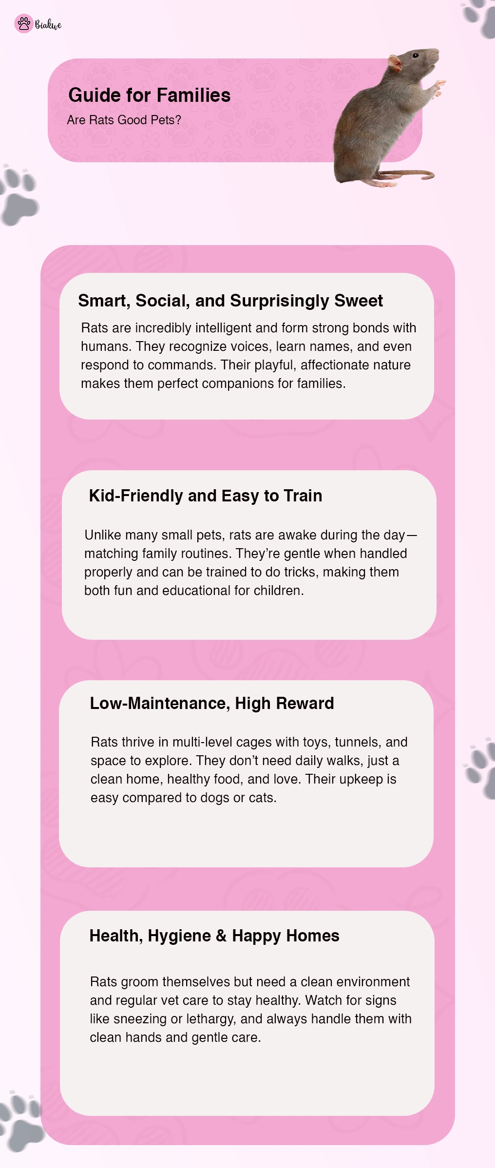 Pet Rats Care and Behaviour