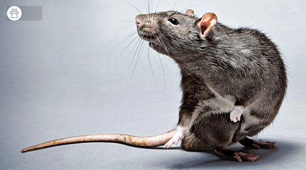 Pet Rats Care