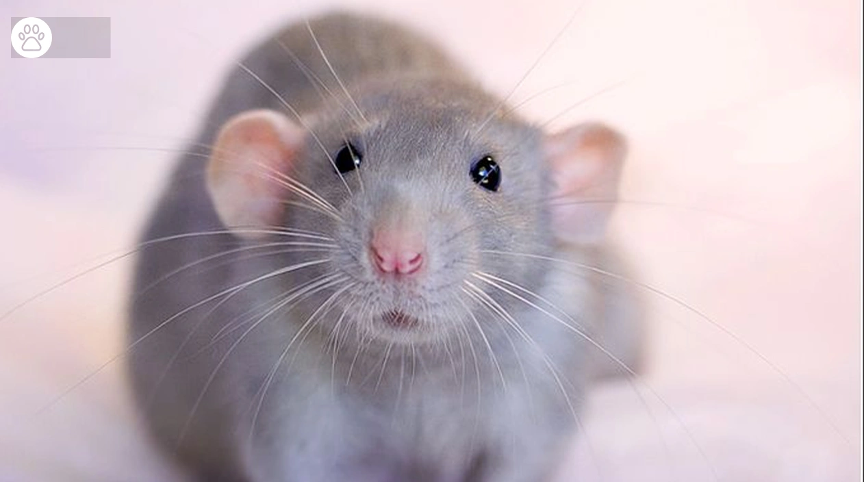 Pet Rats Why They Make Great Pets