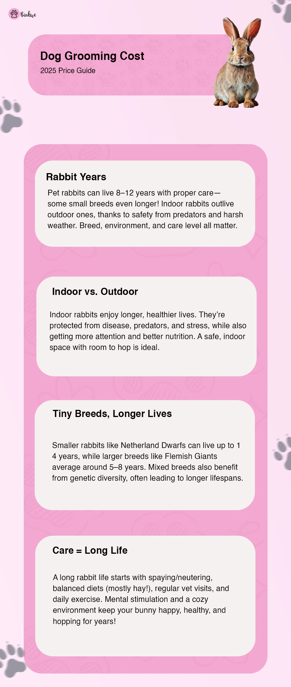 Rabbit Lifespan Care Tips for a Long, Healthy Life