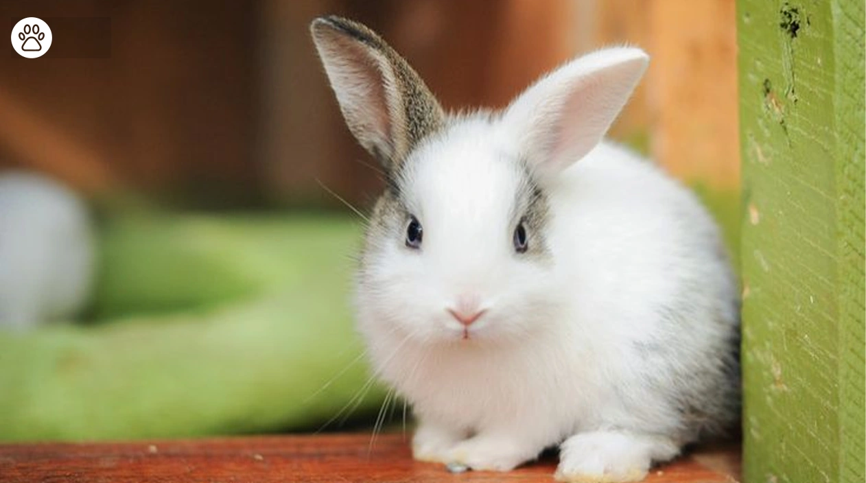 Rabbit Lifespan Guide