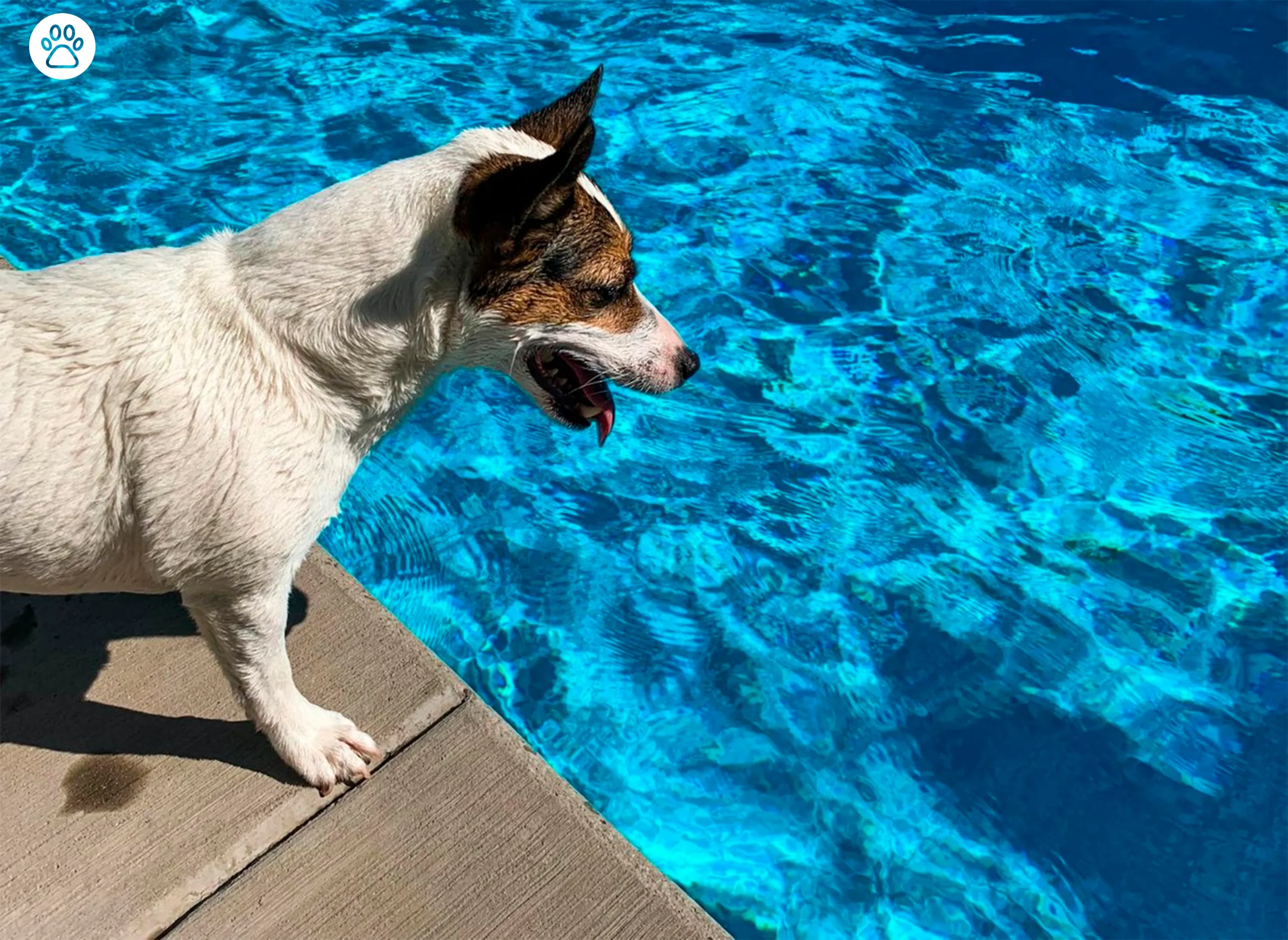 Hydration Hacks for Puppies During Summer