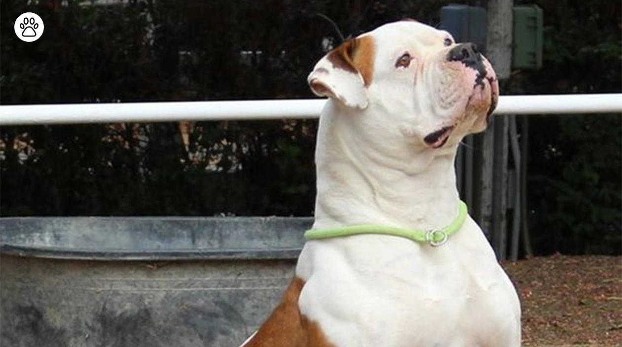 American Bulldogs Breed Traits and Care