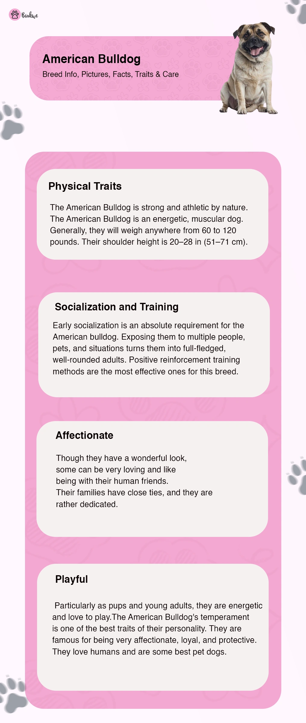 American Bulldogs Breed