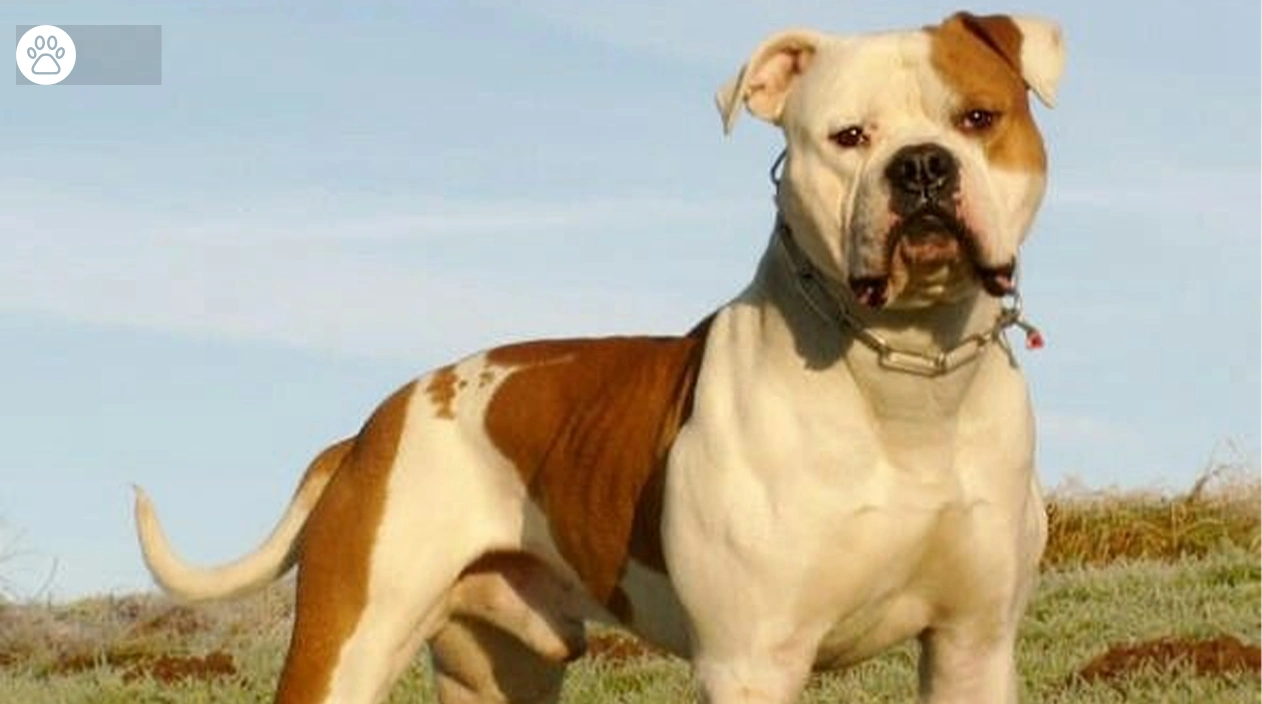 American Bulldogs Facts Traits and Care