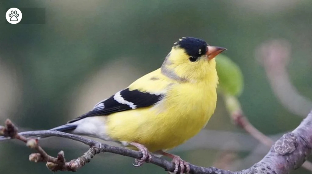 American Goldfinch Facts