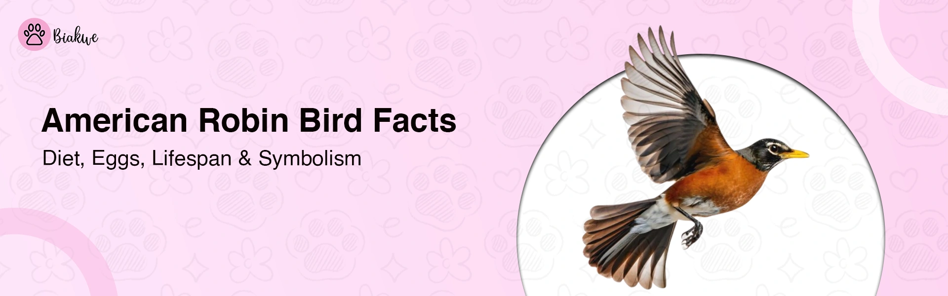 American Robin Bird Facts Diet and Nesting