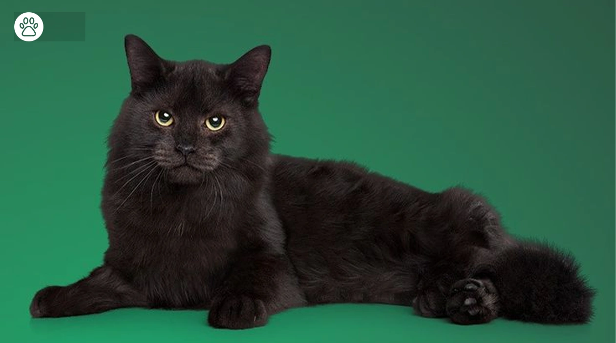 Are Black Cats Friendly 