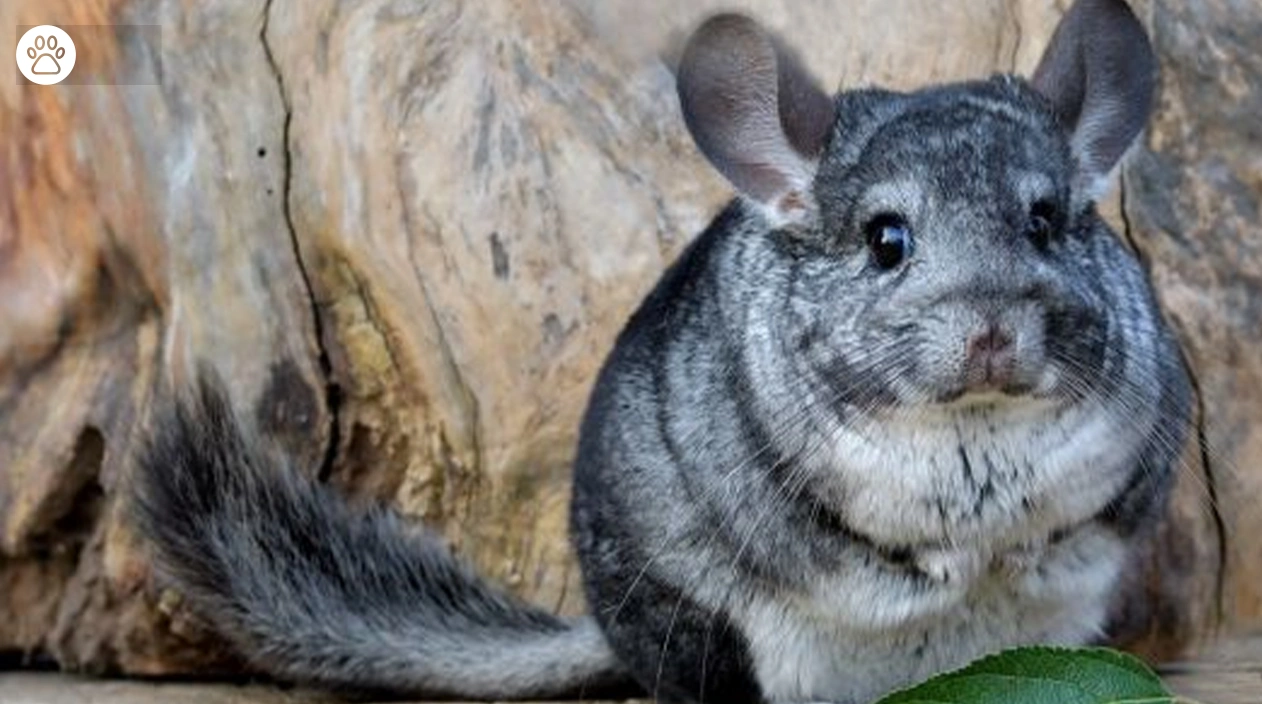 Are Chinchillas Good Pet