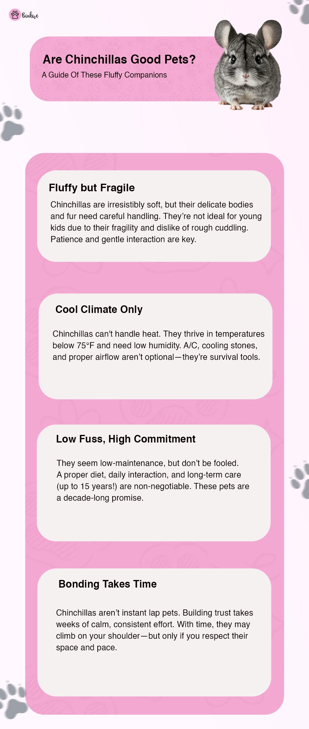 Are Chinchillas Good Pets Companions