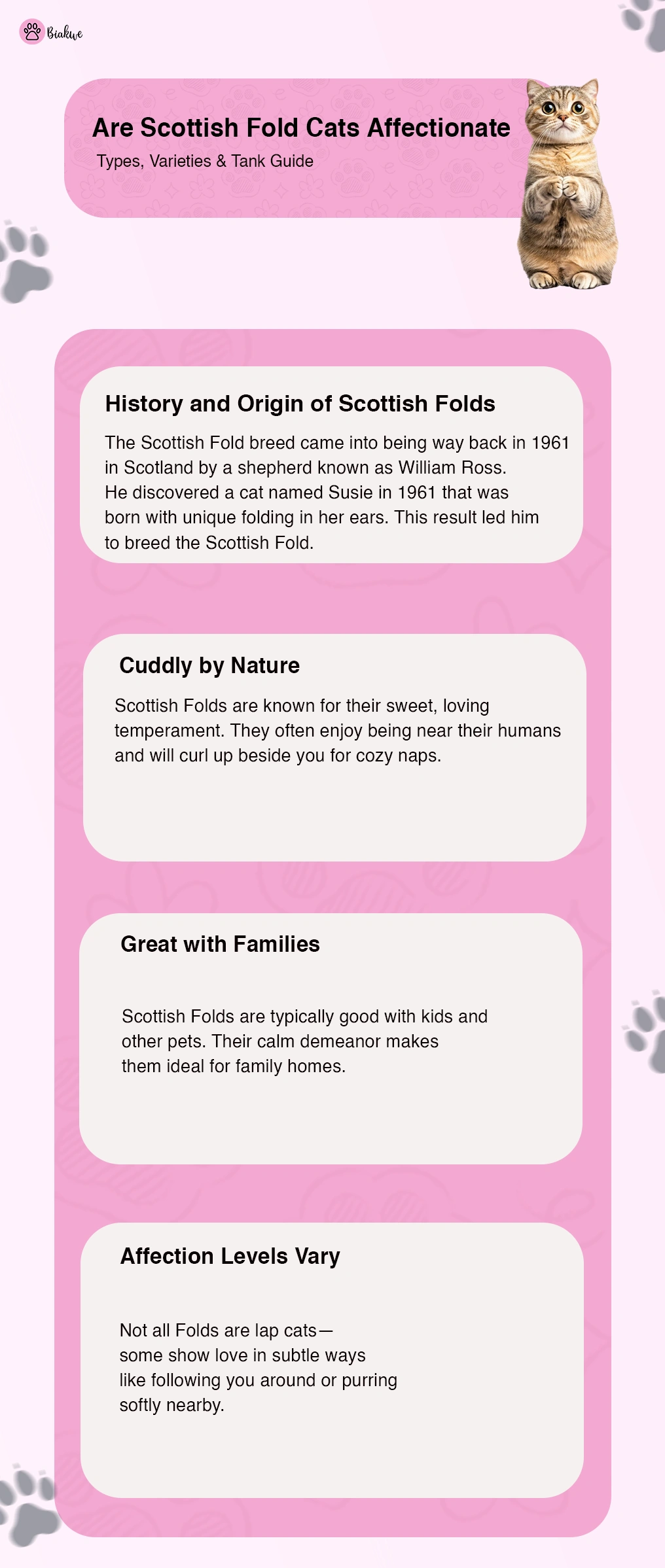 Are Scottish Fold Cats Affectionate