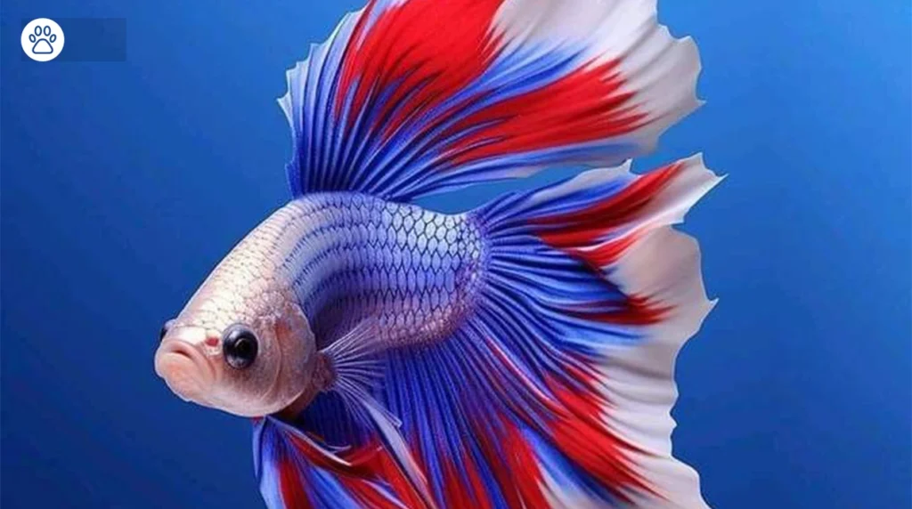 Betta Fish Care Complete Guide