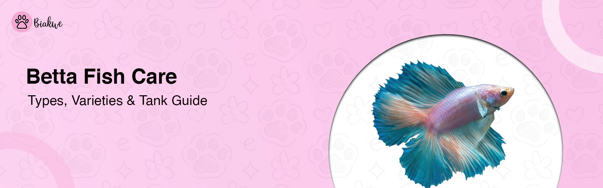 Betta Fish Care Complete Guide to Types, Varieties & Tank Setup