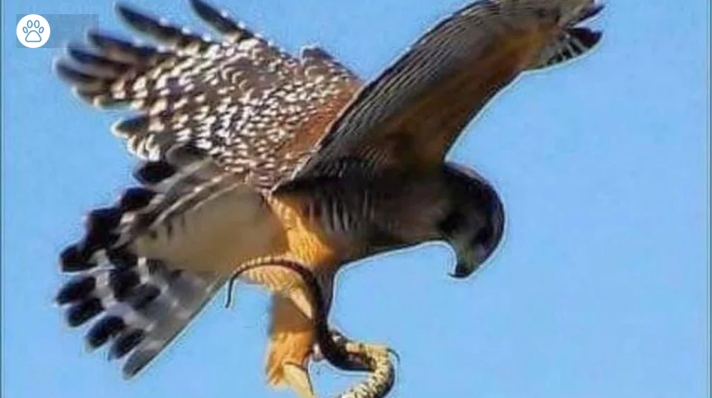 Big Red Tailed Hawk