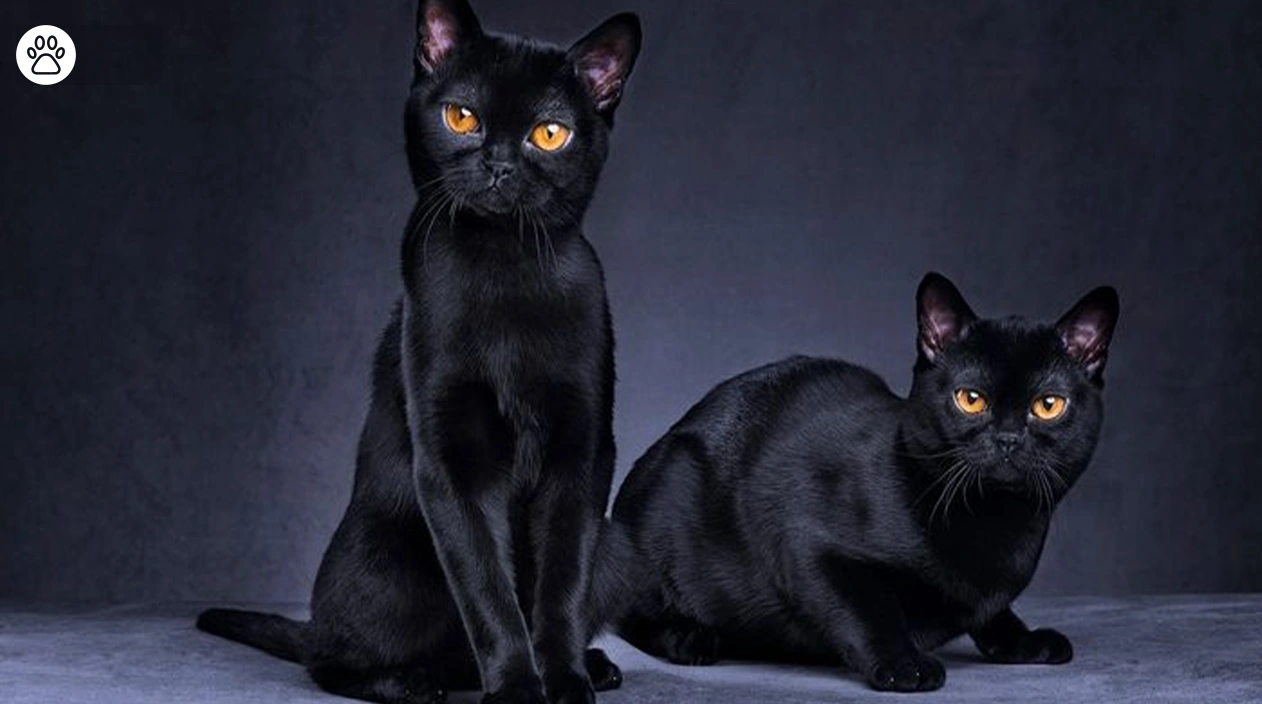 Black Cats Friendly 