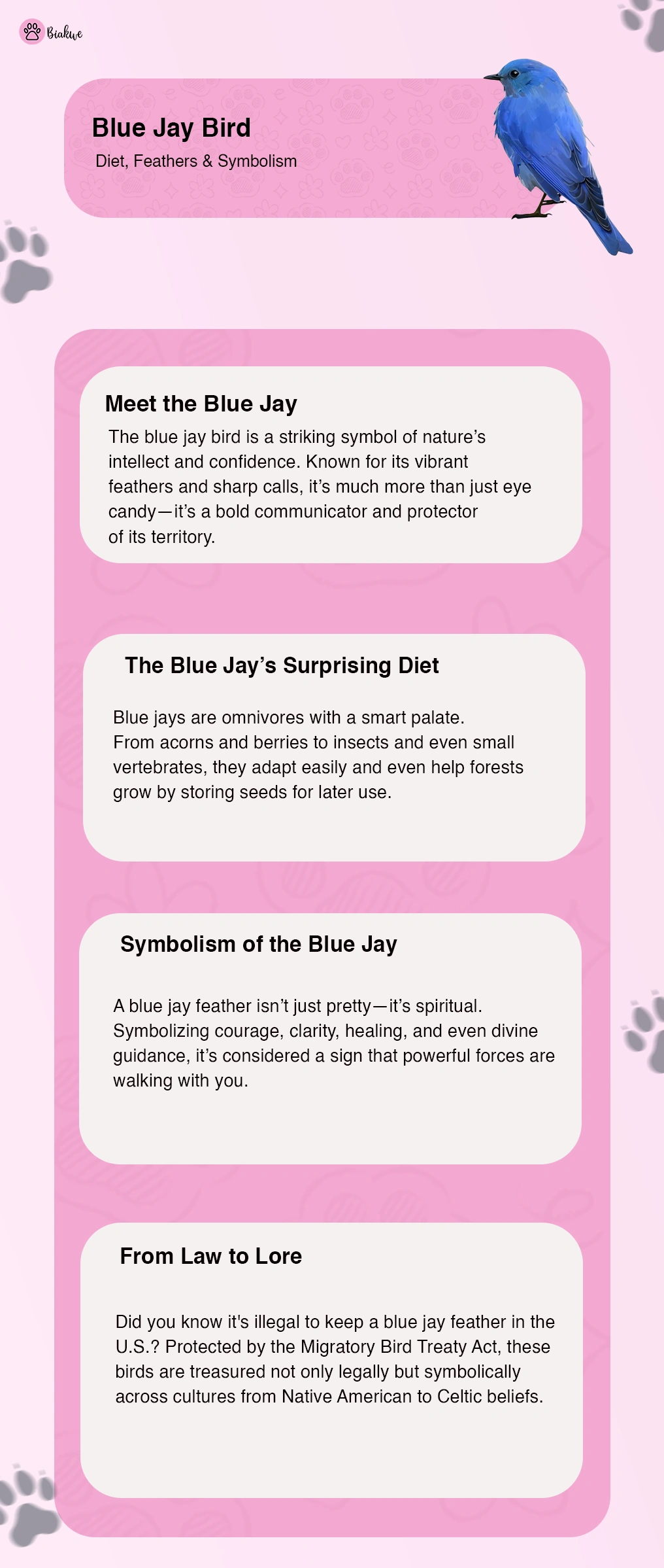 Blue Jay Bird Diet Feathers and Symbolism