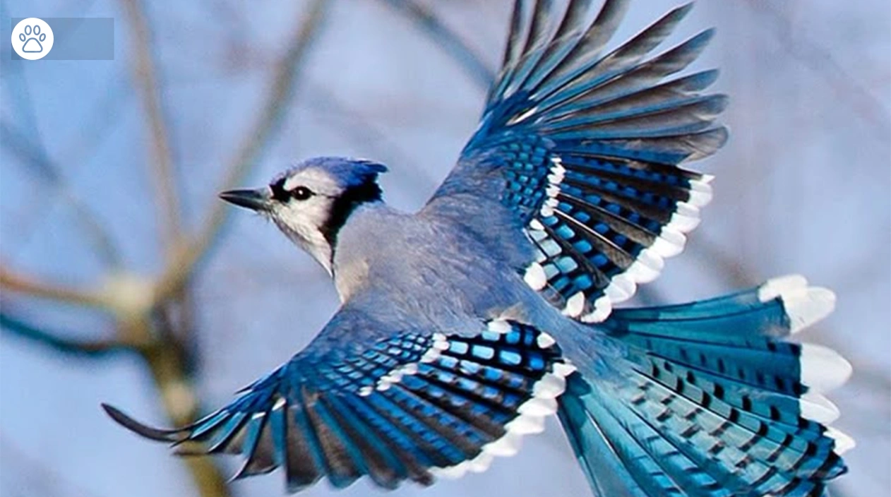 Blue Jay Bird Diet