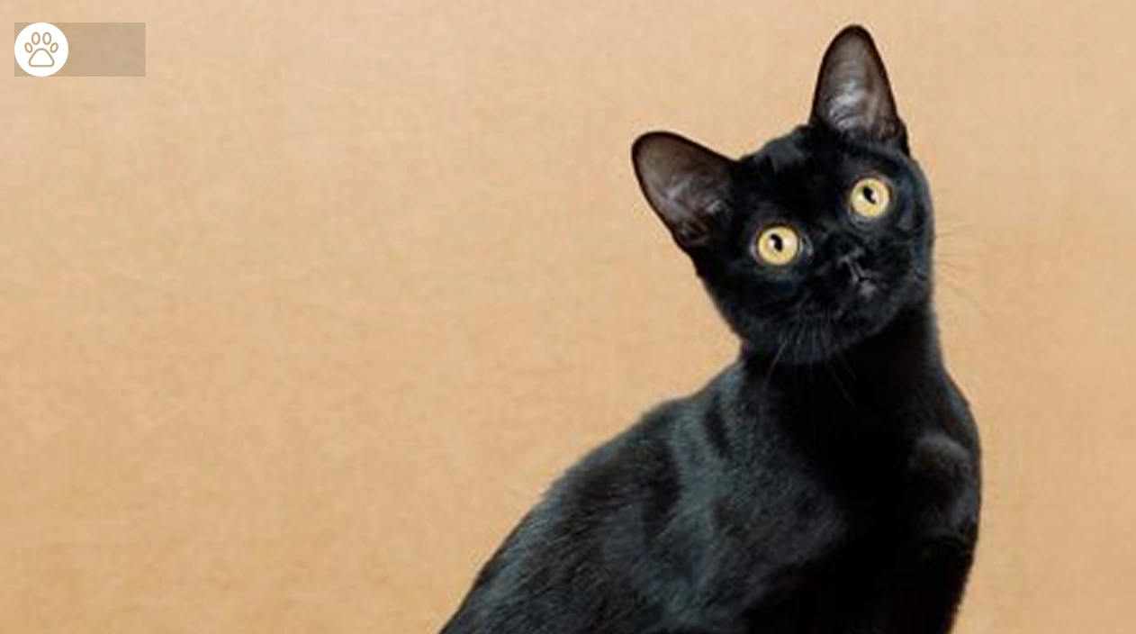 Bombay Cat Breed