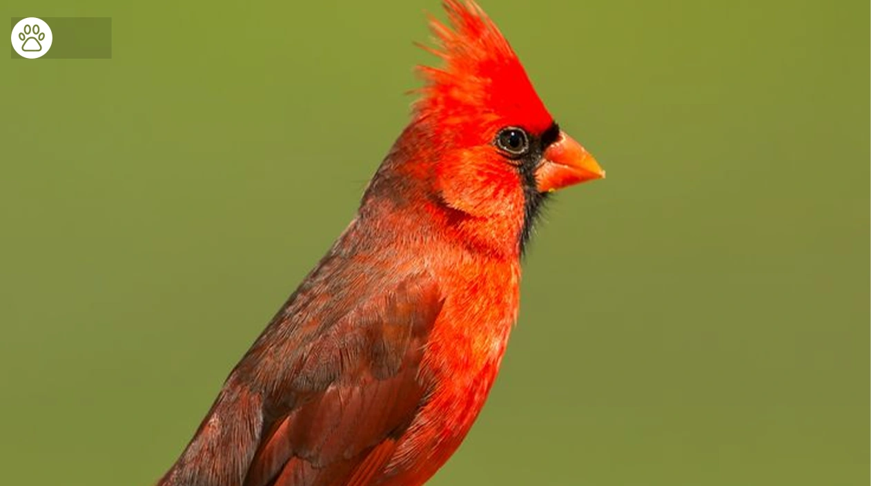 Cardinal Bird Full Guide