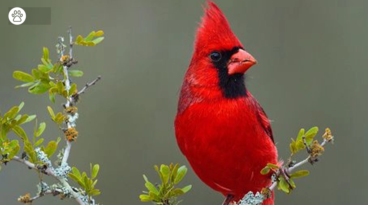 Cardinal Bird