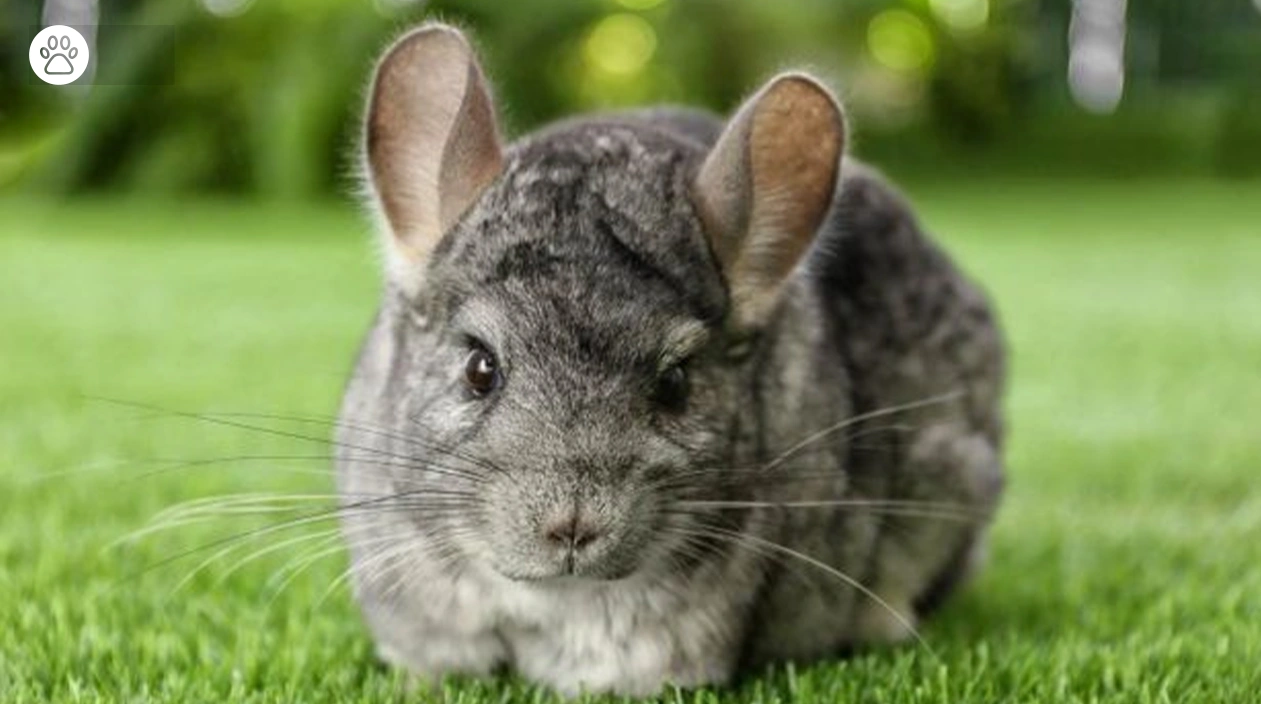 Chinchillas Good Pets A Guide Of These Fluffy Companions