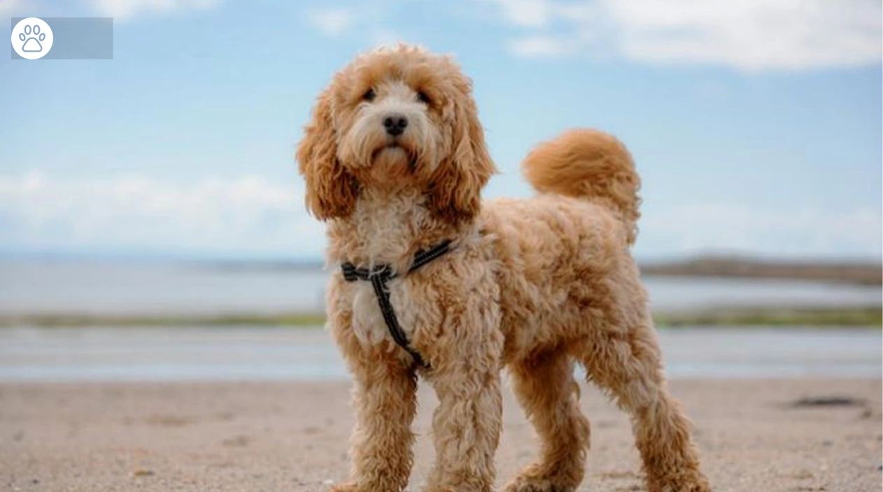 Cockapoo Dog Breed Care, and Fun Facts