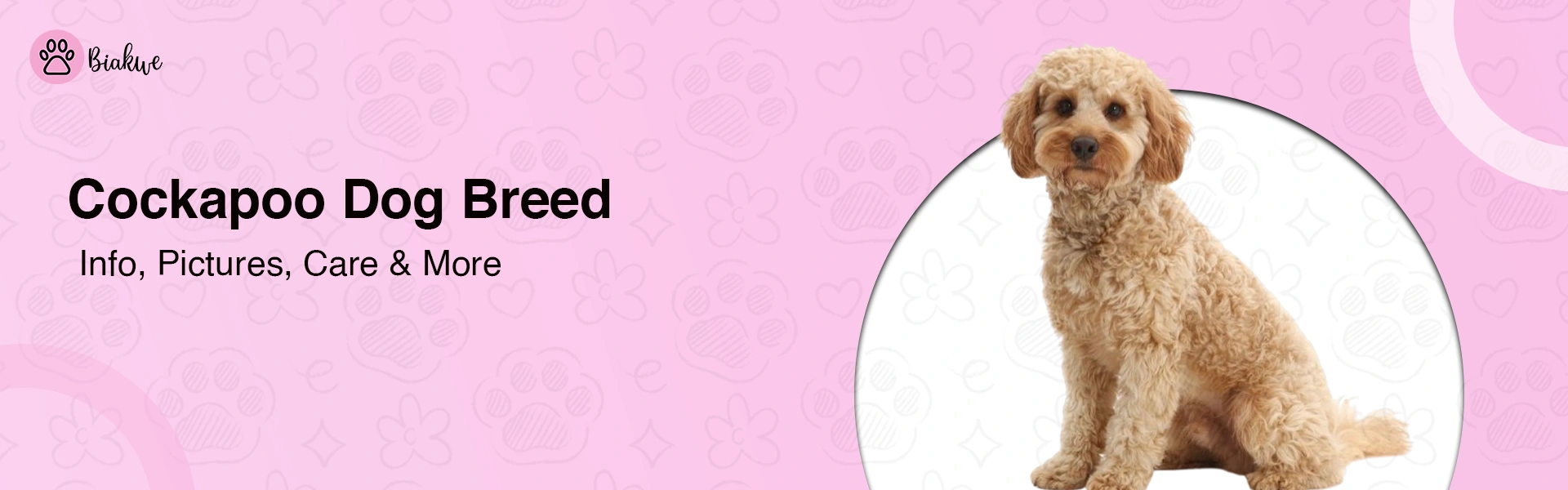 Cockapoo Dog Breed Temperament, Care, and Fun Facts