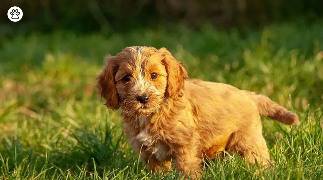 Cockapoo Dog Breed Temperament,