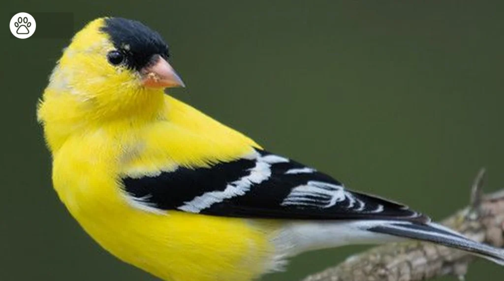 Goldfinch Identification Guide