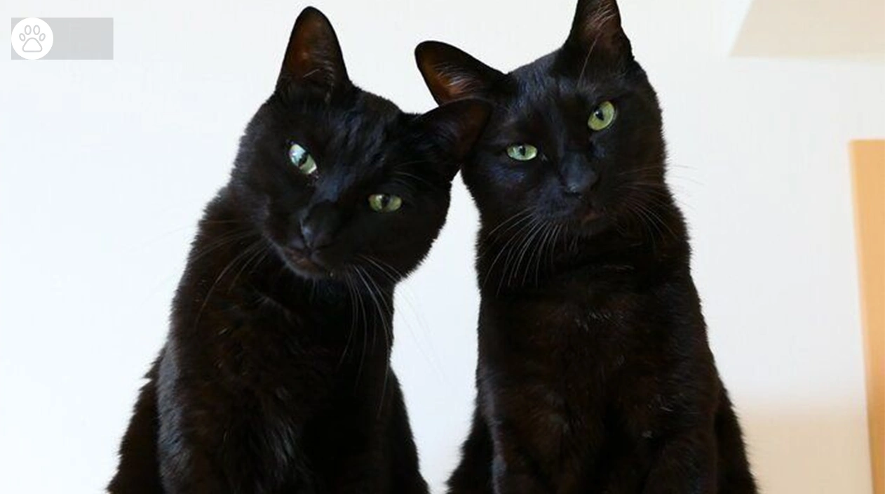 Hypoallergenic Black Cat Breeds Best for Allergy Sufferers