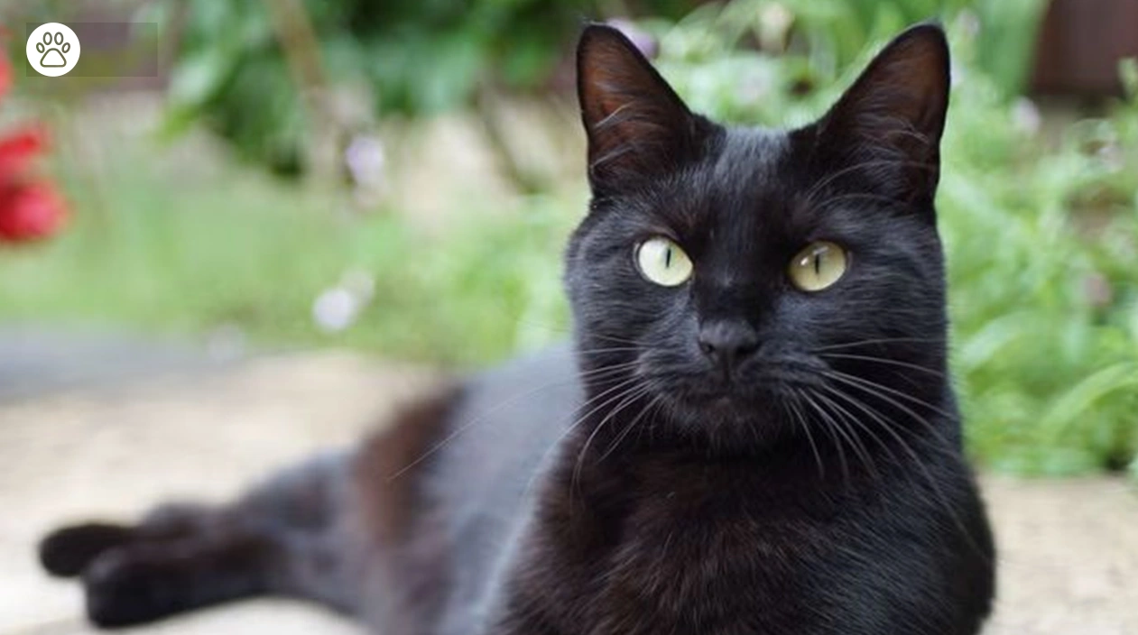 Hypoallergenic Black Cat Breeds Picks for Allergy Sufferers
