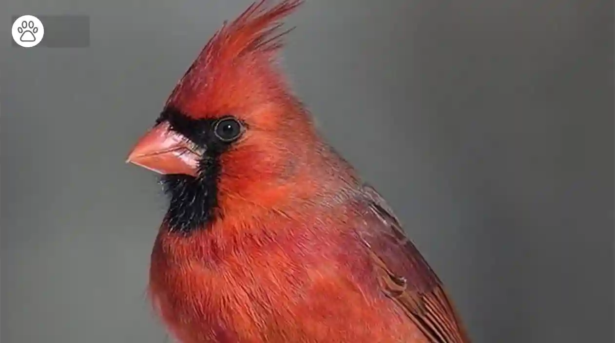 Northern Cardinal Interesting Facts