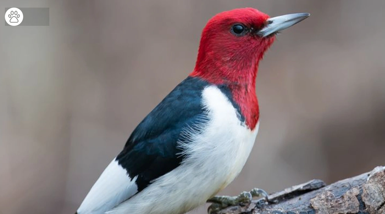 Red Headed Woodpecker Fun Facts