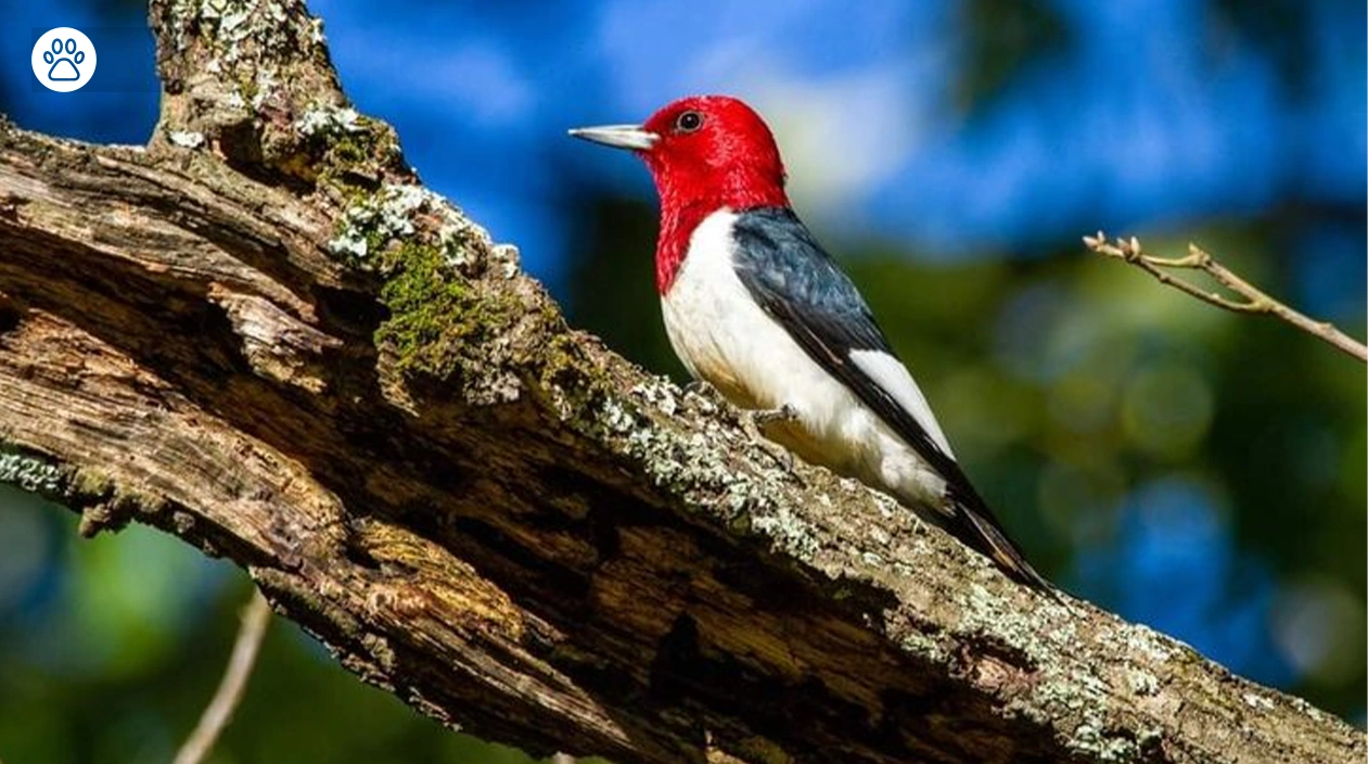 Red Headed Woodpecker Habitat, Diet and Facts